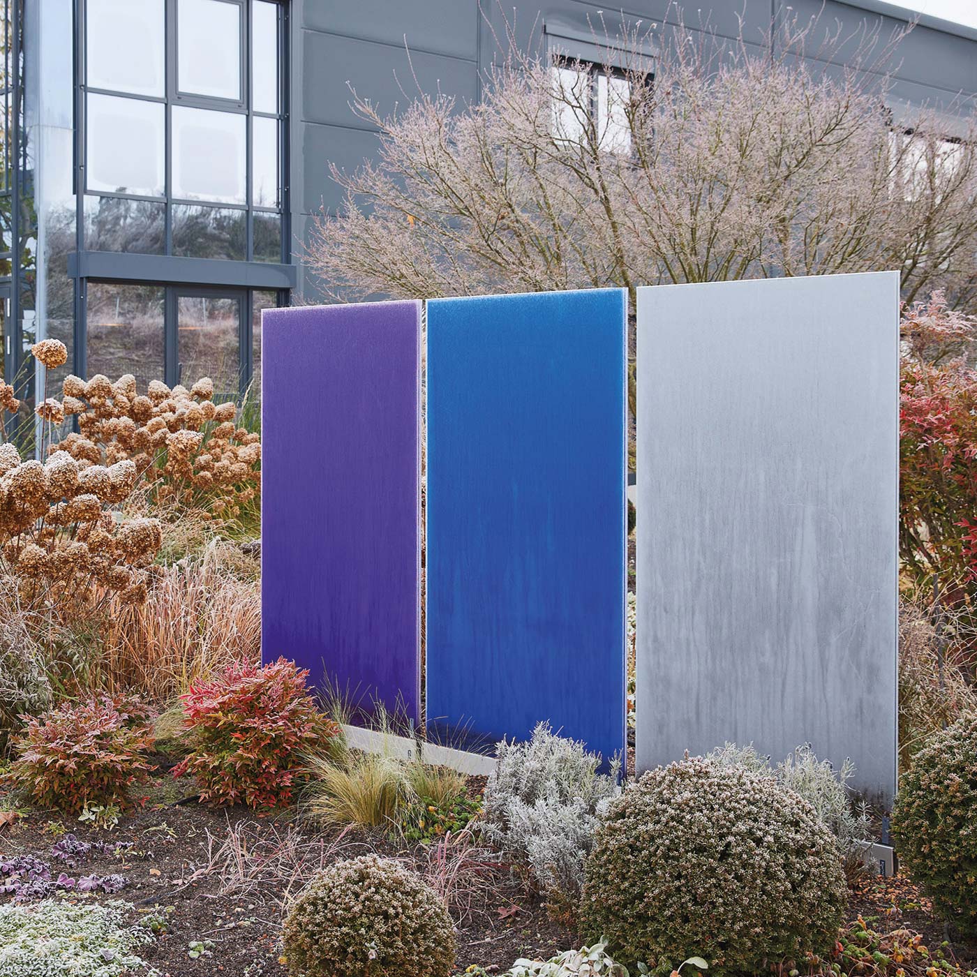 Blaues und violettes und weißes Glas als Sichtschutz im Winter mit Raureif auf den Pflanzen und auf dem Glas