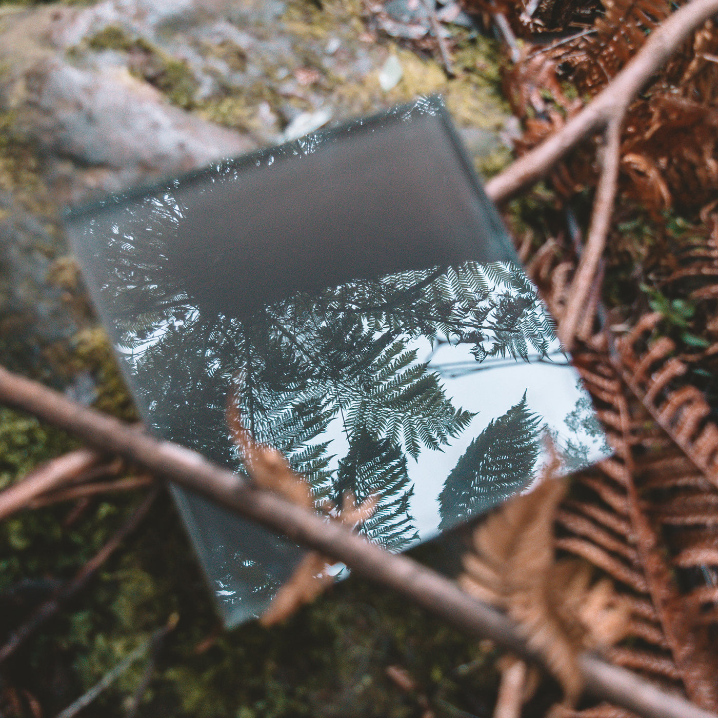 Glasmuster im Format 20 x 20 cm liegt zwischen Farn und man sieht die Spiegelung des Farns darüber