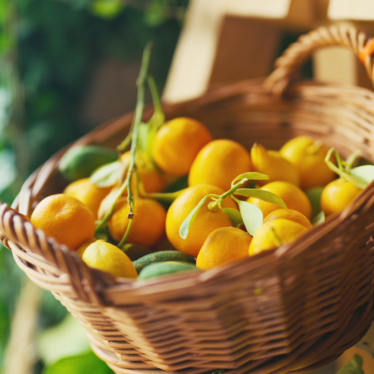 Korb mit frischen Orangen bei der Orangen-Plantage Ecovinyassa in Mallorca.