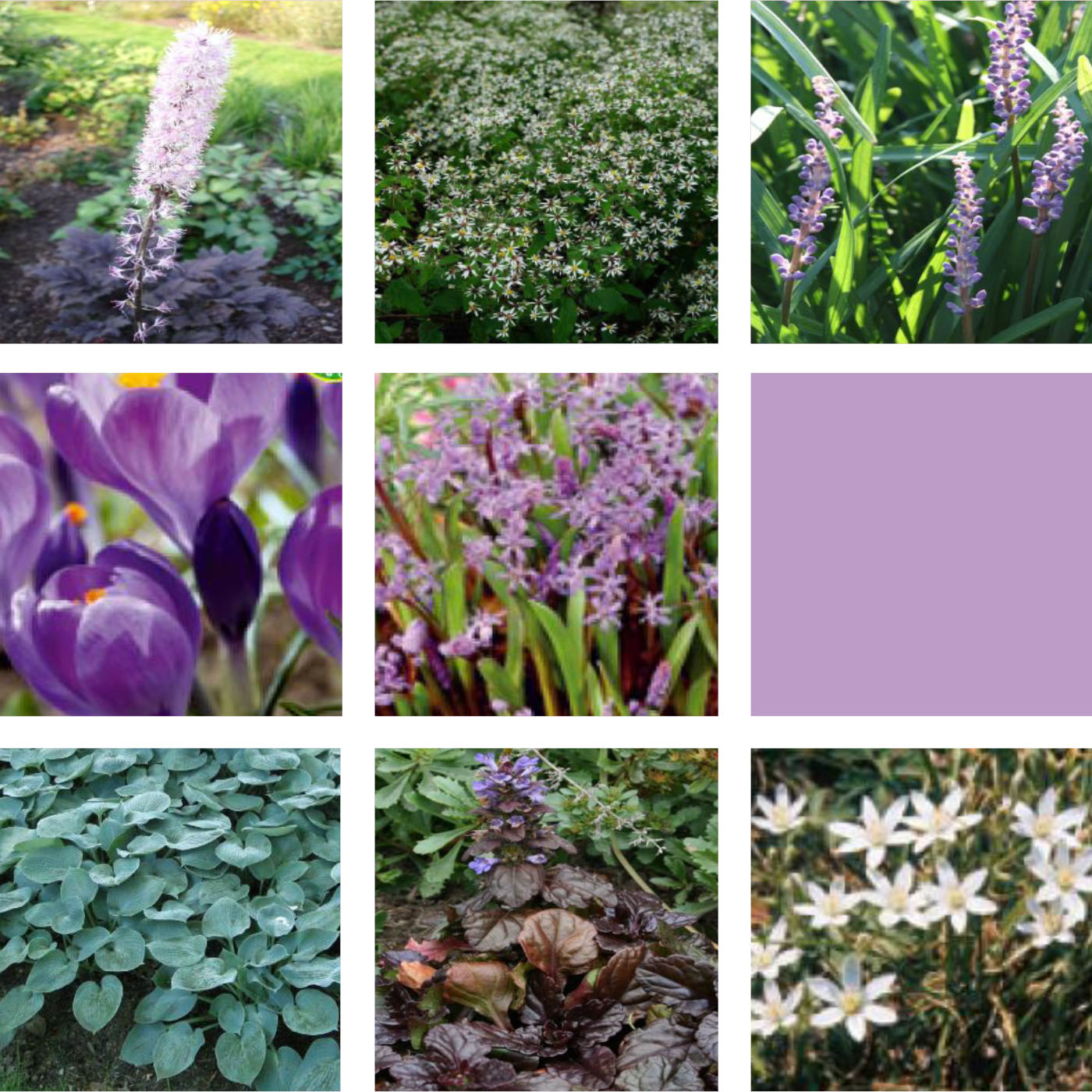 Übersicht des Staudenmixes "Lavender Love" mit Fotos von Stauden.