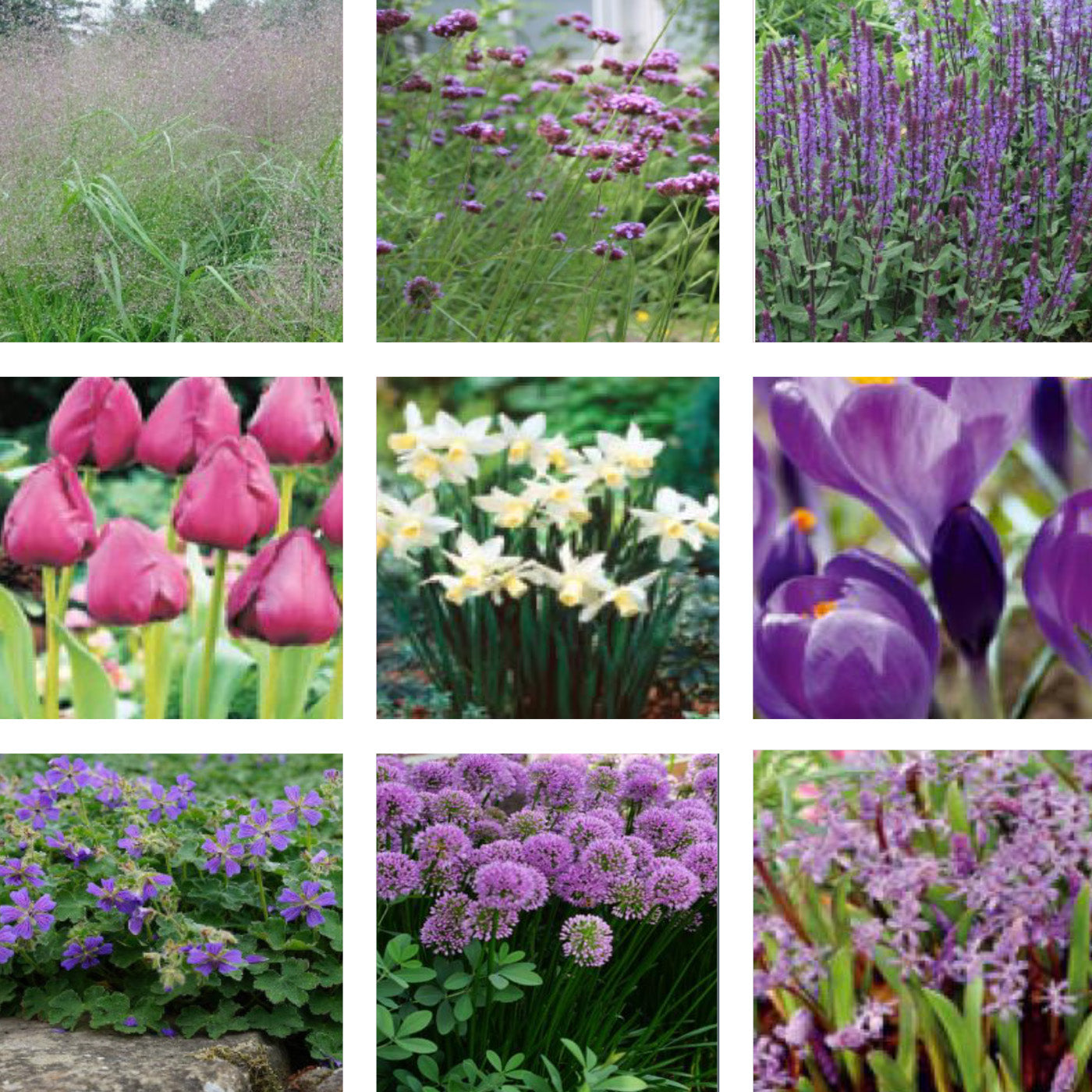 Übersicht des Staudenmixes "Purple  Power" mit Fotos von Stauden.